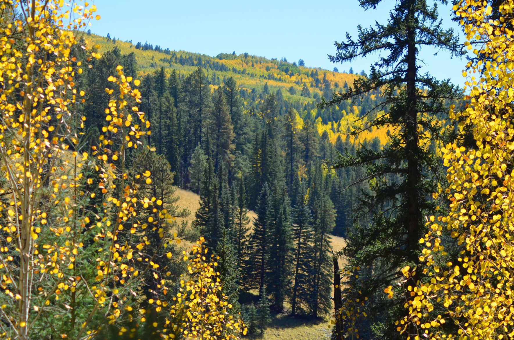 Autumn aspens